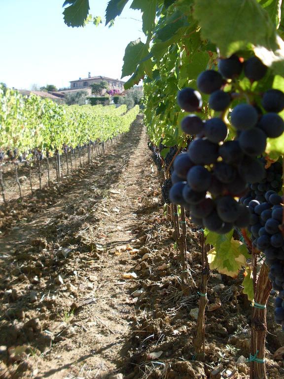 Agriturismo Amina, Winery & Hiking Vagliagli Extérieur photo